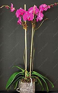 SEMI PLAT AZIENDA-50 Pezzi Mini Semi Di Orchidee Mini Fiore Phalaenopsis Orchidee, Rari Semi Di Phalaenopsis Dei Fiori für Möbel Casa Giardino 4