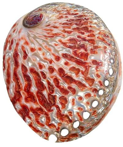 Coquille de mer naturelle. Coquillages naturels énormes, grande coquille de conque naturelle 11-15 cm coquillages géants parfaits for la décoration de mariage, fête à thème sur la plage, décorations f