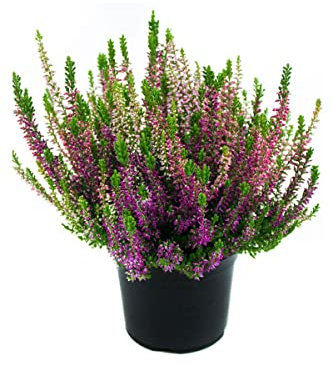 Calluna Natural Planta Otoñal de Interior o Exterior