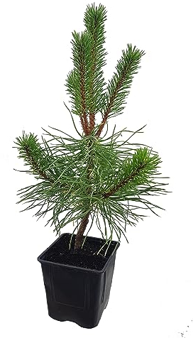Seedeo® Kalabrische Schwarzkiefer (Pinus nigra calabrica) Pflanze ca. 20 cm - 30 cm