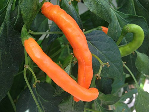 SEMI PEPERONCINO CHILE DE ARBOL ORANGE+ GUIDA COLTIVAZIONE