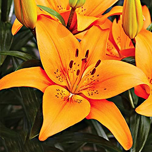 1 x Lilium Orange – Bright & Adorable Orange Blooms – Summer Flowering Bulb – Perennials – for Your Beautiful Garden