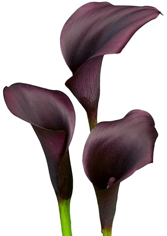 7 x Calla Bollen 'Ebony Majesty' | Sommerblumen | Holland-Qualitat | Calla Zwiebeln | Blumenzwiebeln - The Bulb Farmers