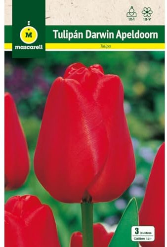 Mascarell Semillas, TULIPAN APELDOORN, Semillas Bulbosas, Bulbos de Flores Otoño Fácil de Cultivar, Bolsa 5 Bulbos
