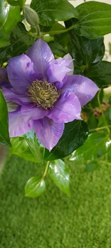 Pianta Clematis Boulevard Viola | H 70cm