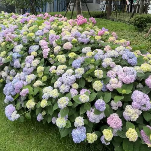 semillas de hortensias resistentes - regalos decoración invernadero balcón exóticas 150pcs