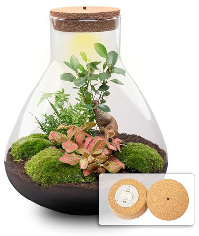 urbanjngl - Sam XL Bonsai Terrarium mit Licht - DIY Kit für Pflanzen - Ø 30 cm, Höhe 32 cm - Selbstregulierendes Ökosystem für Ihre Pflanzenpflege