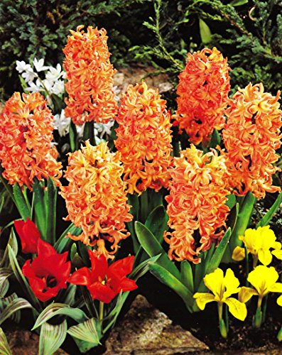 10 Hyazinthen Gipsy Queen duftend Blumenzwiebeln