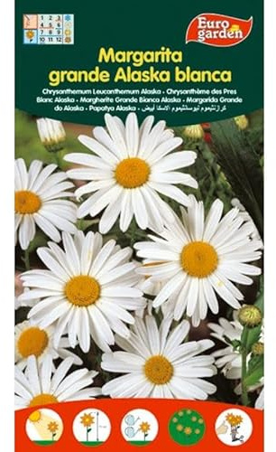 Semillas fito flores margarita grande de alaska blanca 00577 (caja 10 unidades)