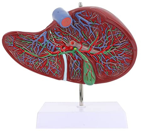 Baluue Anatomisches Lebermodell Mit Sockel Realistische Darstellung Medizinisches Lehrmodell Für Physiologie Und Anatomieunterricht in Schulen Und Kliniken