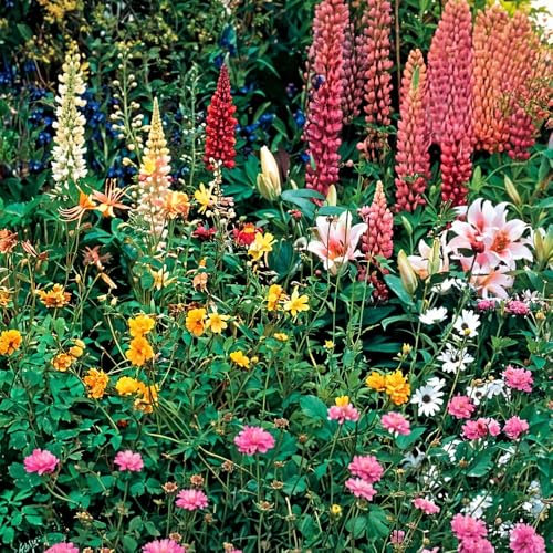 Perennial Mixture Seeds – Quick & Easy to Sow – Long-Lasting Blooms – Creates a Wonderful Fragrant Garden