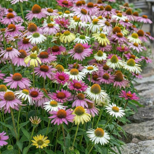 Piante Vere da Esterno - 10 Collezione di Echinacea purpurea - Resistenti & Perenni - Piante e Fiori Esclusivi dall'Olanda - per giardino, vasi e balcone (non semi, non artificiali)
