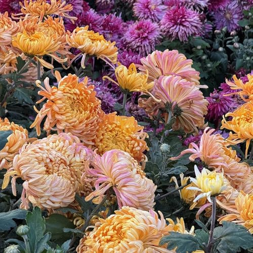 semi di crisantemo - vecchie varietà giardino roccioso resistenti biologici esterni 550pcs