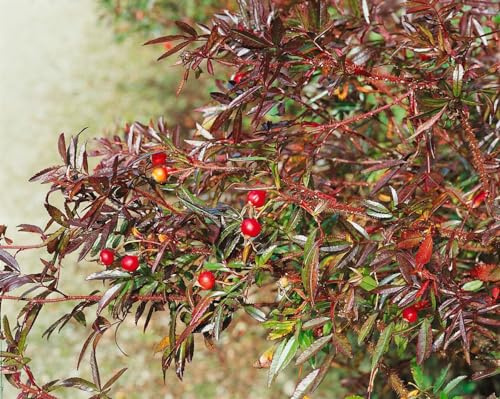 Rosa nitida 40–60 cm – Winterhart, Mehrjährig, Pflegeleicht – Glanzrose – Zierstrauch für Beet & Rabatte