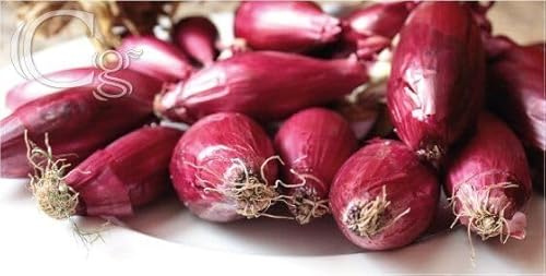 Bulbi/Bulbo di Cipolla rossa tonda da semina, sacchetto da 500 gr