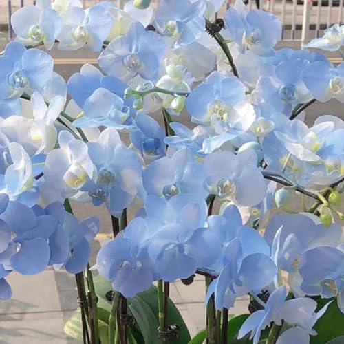 semillas de orquídeas phalaenopsis - orquídeas - para balcones, resistentes en phalaenopsis de cortadas, crecimiento 400pcs