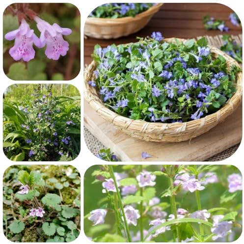 semi di edera terrestre, glechoma hederacea, rare, decorazione soggiorno di edera terrestre autunnali resistenti, selvatiche 200pcs