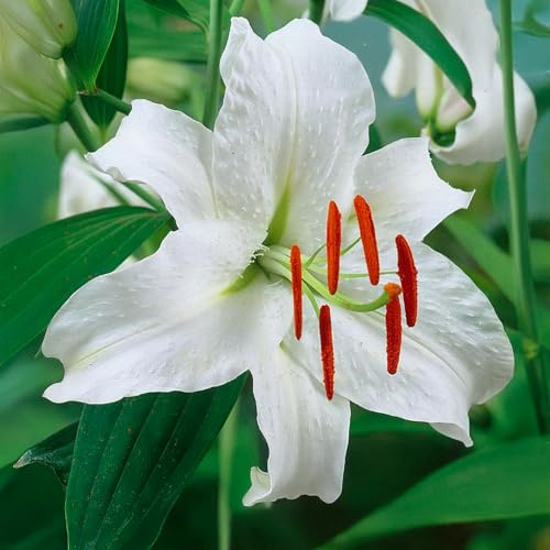 LILIUM-lökar (LILJOR) | Lökar från de bästa nederländska odlarna | Exklusivt urval och kvalitetskontroll | Blomningsgaranti. (2 Orientalliljor Vit)