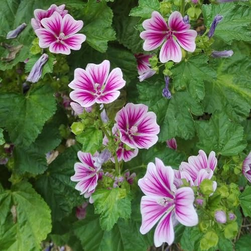 semi di malva vecchie varietà giardino rare esterni 800pcs