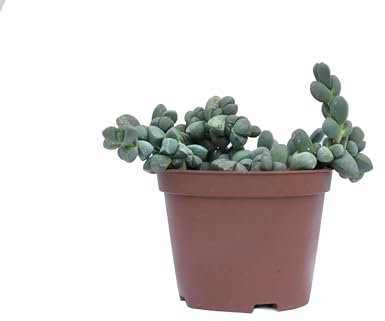 Pianta di Delosperma lehmannii pianta grassa da fiore pianta succulenta pianta vera pendente