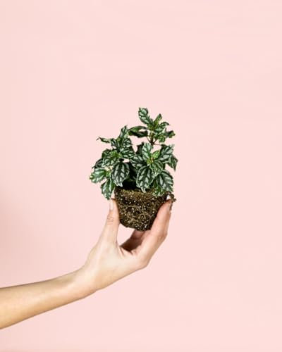 Pilea Cadierei | Mini Plantas Naturales Terrario | Pur Plant