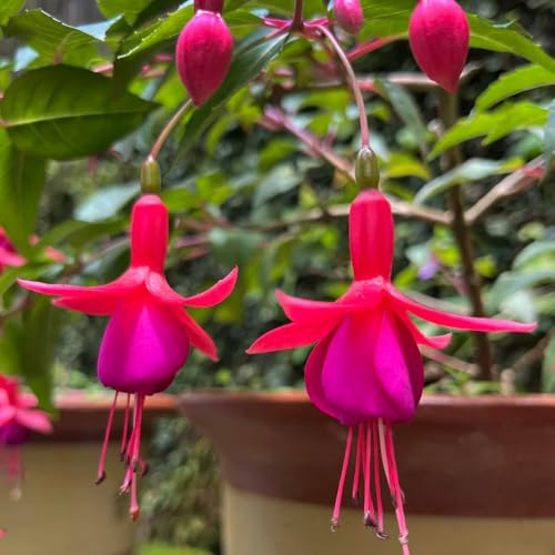 fuchsien hängend - seltene steingarten bio pflanzensamen indoor alte sorten hochbeet outdoor rankpflanzen bodendecker stauden exotische zimmerpflanzen schnittblumen gartendeko für 150samen