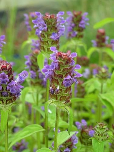 Prunella vulgaris| Self Heal | 6 Plug Plants | Wildflower