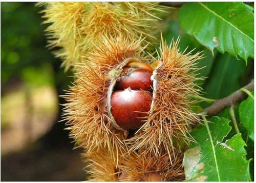 Edelkastanie Castanea sativa Pflanze 25-30cm Esskastanie Maronen Maroni Kastanie