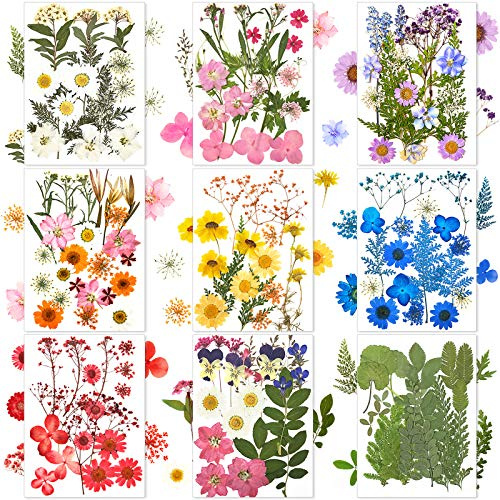 Nuanchu 167 Pcs Real Dried Pressed Flowers Natural Dried Flowers Colorful Daisy Mixed Wildflowers Leave for DIY Candle Resin Nails Jewelry Pendant Crafts Floral Art(Multicolor,Lovely Style)