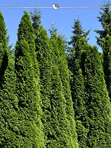 Thuja Smaragd 120-140 cm im Topf. 7x Pflanzen. Thuja Hecke = Sichtschutz Hecke