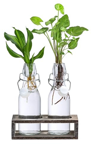 Dehner Waterplant Set Duo, in Glasflaschen, 2-teilig, je ca. 28 cm | Wasserpflanzen-Set, je 1x Purpurtute Snow White, Drachenbaum Burley, für halbschattige bis schattige Standorte