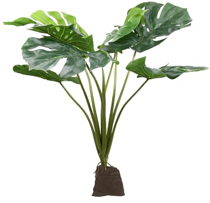 Lucky Reptile Monstera