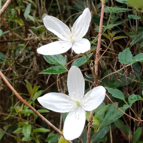 hortensia trepadora de silvestres exóticas rápido crecimiento 200semillas