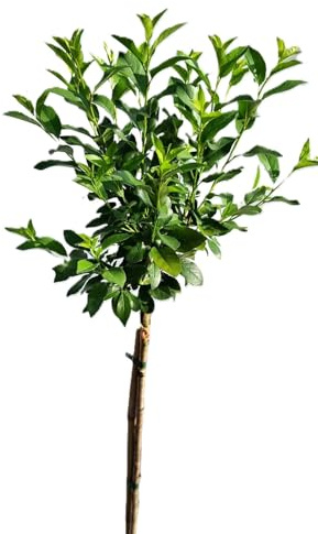 Steppenkirsche Kugelkirsche - Prunus fruticosa Globosa Hochstamm 80-100 cm