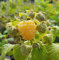 Gelbe Himbeere `Autumn Amber´, komplett stachellos, herbsttragend, 40-60cm im 2L Topf