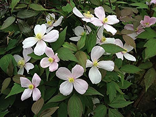 Clematis Plants, 'Fragrant Spring', 1 x Full Plant in a 1 Litre Pot, Garden Flowers, Clematis, Garden Ready and Ready to Plant, Premium Quality Perennials