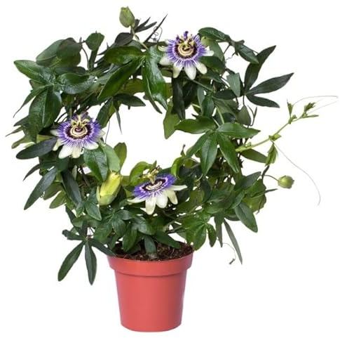 DECOALIVE Passiflora Flor Pasión Planta de Exterior Natural Trepadora