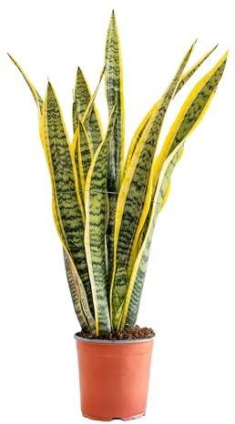Bonplants Sansevieria Laurentii, Lingua di Suocera, Vaso 17, h 70 cm