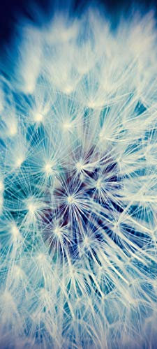 Bilderdepot24 Türtapete Pusteblume Vintage 90 x 200 cm - einteilig Türaufkleber Türfolie Türposter - Löwenzahn Pflanze Blume Natur Sommer