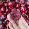 200 piezas semillas de cerezo planta de interior de árboles frutales enanos (Prunus avium) Plantar semillas resistentes, variedades antiguas. semillas orgánicas regalos de jardín semillas