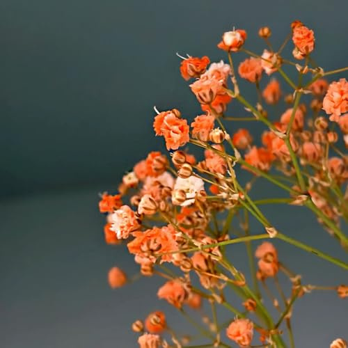 schleierkraut biosaatgut topfpflanze balkon garten gartenkräuter mehrjährige stauden zimmerbonsai bonsai wildblumen balkonblumen kräutersamen dachbegrünung schnittblumen bodendecker 400samen