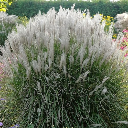 Miscanthus Kleine Silberspinne - Erba delle Pampas Ornamentale - Piante Graminacee da Giardino Esterno
