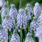 bulbi di giacinto ornamentali da fiore giardinaggio facili da coltivare facili da coltivare autunno o primavera-10bulbi-A
