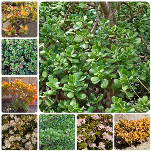 geldbaum zimmerpflanze - steingartenpflanzen winterhart hochbeete für garten, balkon stauden, bodendecker deko 50samen