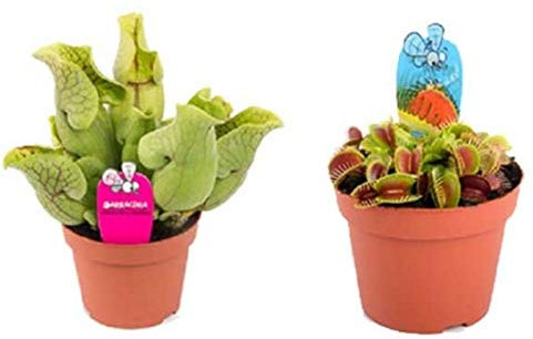 Kit de 2 Plantas Carnívoras en Maceta Pequeña Pack Ahorro Plantas Naturales
