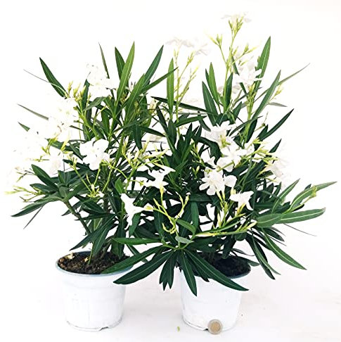 POWERS TO FLOWERS - OLEANDRO BIANCO, 2 PIANTE, vaso 15cm, piante vere