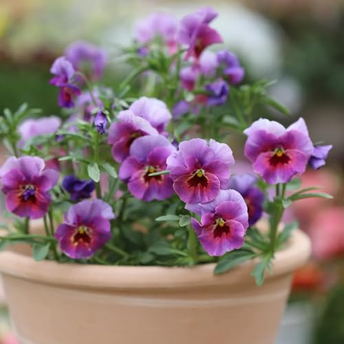 semi resistenti viola del pensiero - rare, decorazione del soggiorno di viola del pensiero, balcone, da balcone resistenti 800pcs