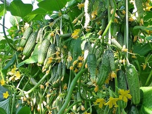 SeedsUP - 40+ Seeds Cucumber Titus F1 - Vegetable Green