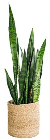Sansevieria - Coral (75 cm), color negro