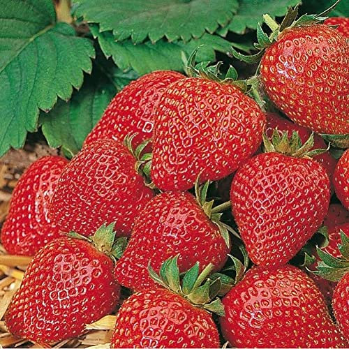 Strawberry 'Elan F1'. Plug Plant x 4. Everbearer with Trailing Fruit and White Flowers. Available from Bedwen Plants.